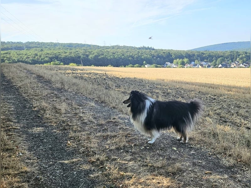 Langhaar Collie Rüde