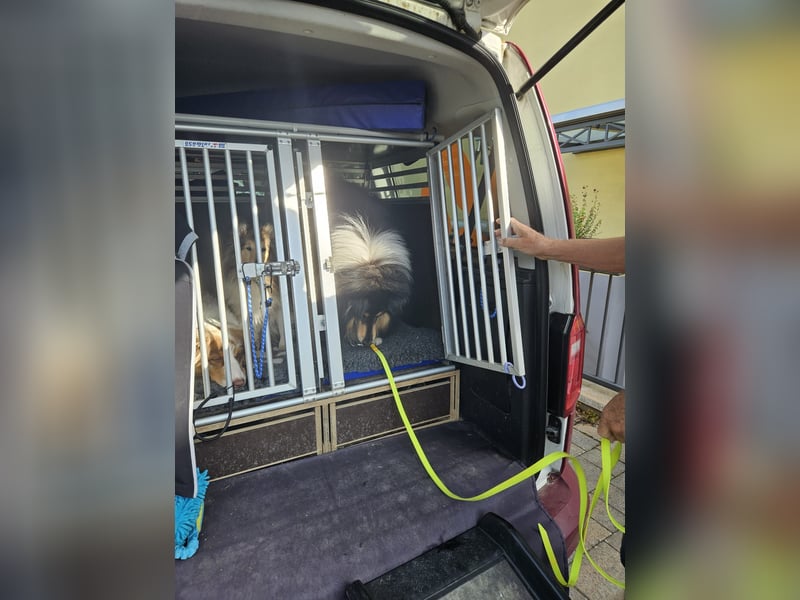 Langhaar Collie Rüde