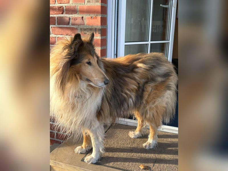 Tasco, 11 Jahre sucht neues Zuhause