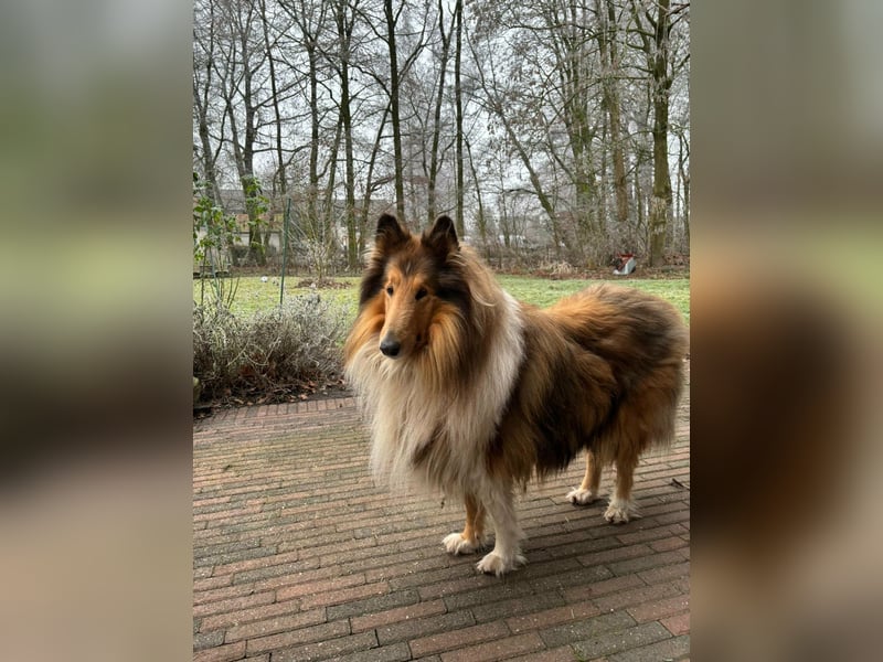 Tasco, 11 Jahre sucht neues Zuhause