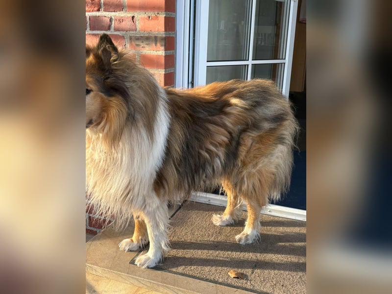 Tasco, 11 Jahre sucht neues Zuhause