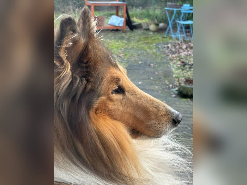 Tasco, 11 Jahre sucht neues Zuhause