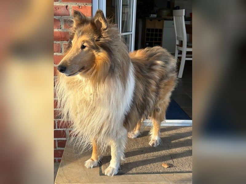 Tasco, 11 Jahre sucht neues Zuhause