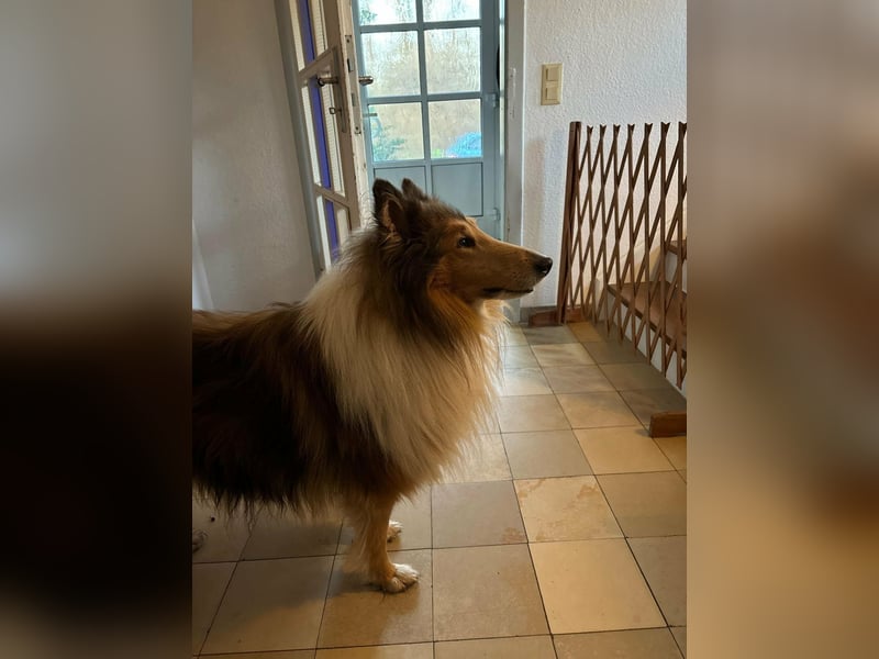 Tasco, 11 Jahre sucht neues Zuhause