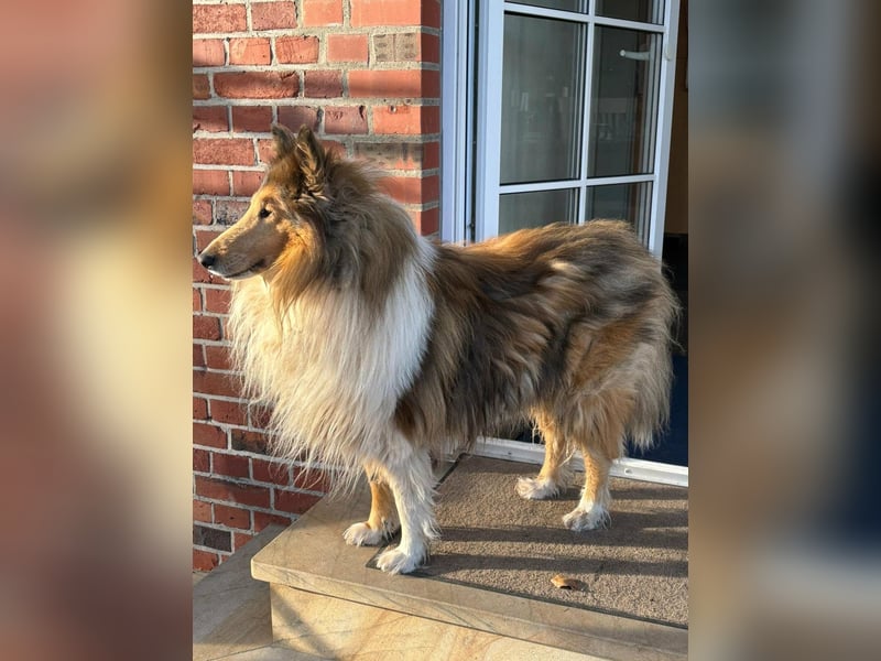 Tasco, 11 Jahre sucht neues Zuhause