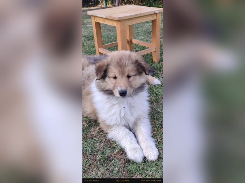 Vielversprechender Wurf unter dem Kroatischen Kennel Club/FCI