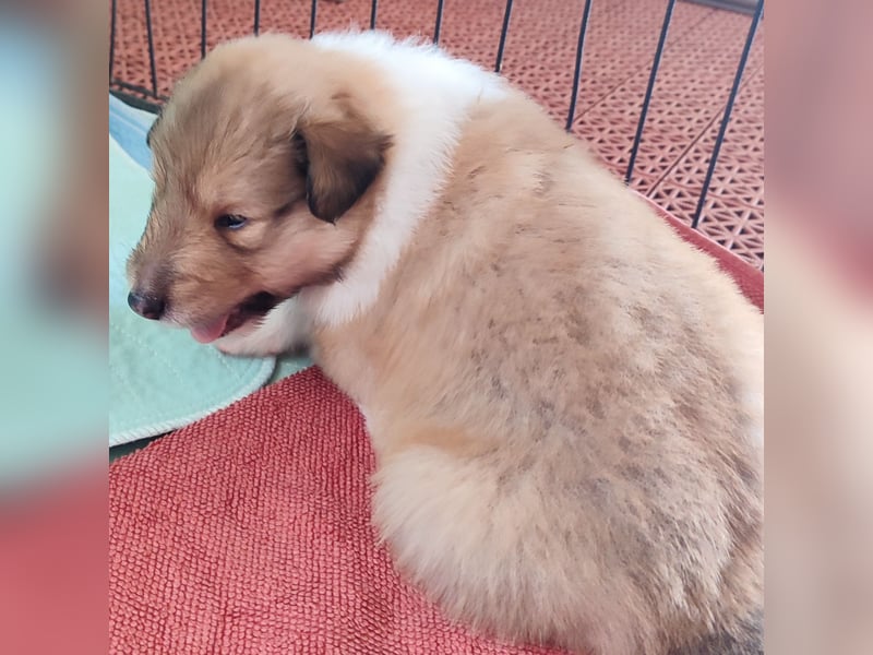 Vielversprechender Wurf unter dem Kroatischen Kennel Club/FCI