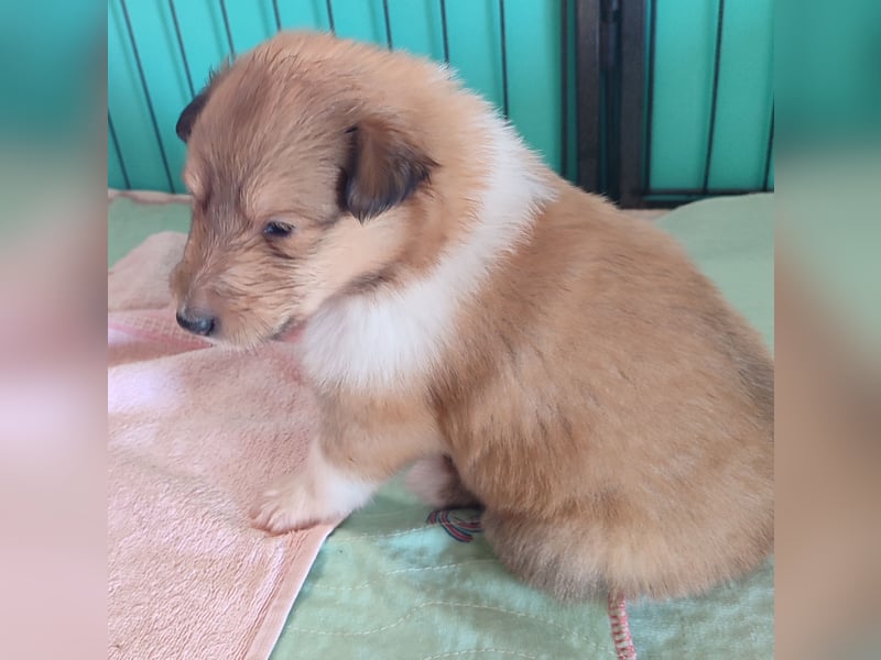 Vielversprechender Wurf unter dem Kroatischen Kennel Club/FCI