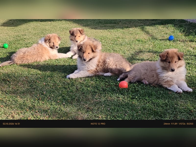 Vielversprechender Wurf unter dem Kroatischen Kennel Club/FCI
