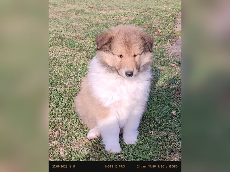Vielversprechender Wurf unter dem Kroatischen Kennel Club/FCI