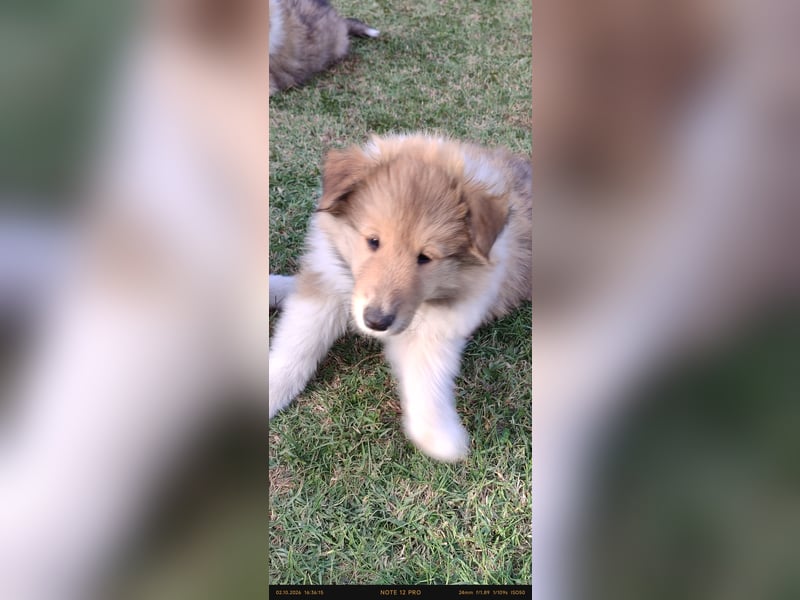 Vielversprechender Wurf unter dem Kroatischen Kennel Club/FCI