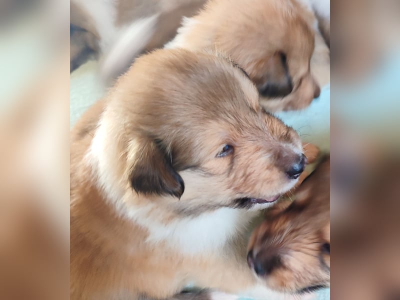 Vielversprechender Wurf unter dem Kroatischen Kennel Club/FCI