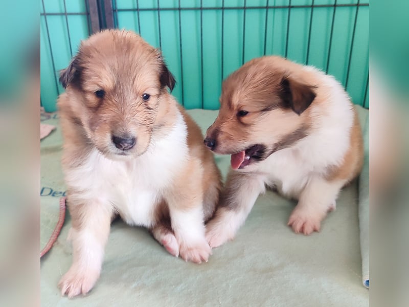 Vielversprechender Wurf unter dem Kroatischen Kennel Club/FCI