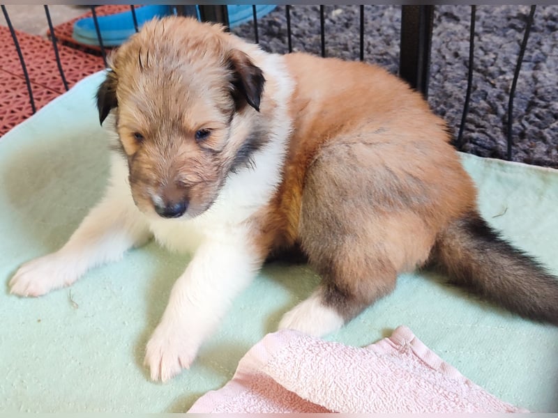 Vielversprechender Wurf unter dem Kroatischen Kennel Club/FCI