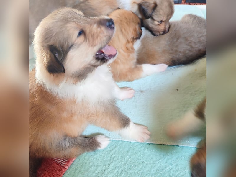 Vielversprechender Wurf unter dem Kroatischen Kennel Club/FCI