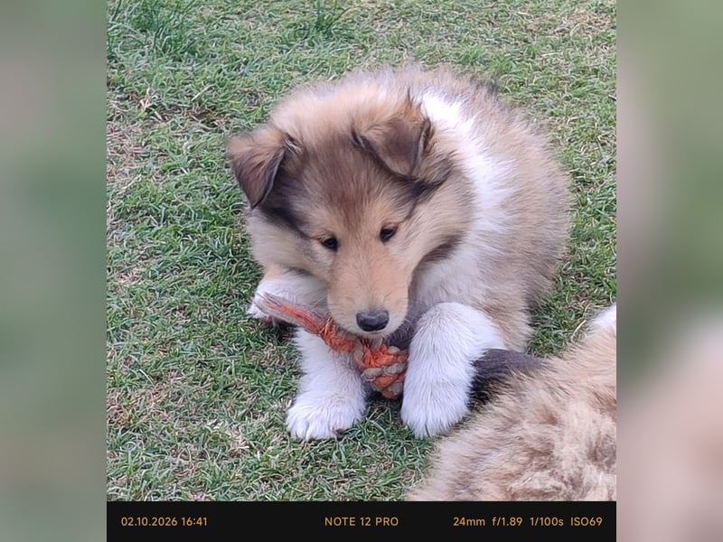 Vielversprechender Wurf unter dem Kroatischen Kennel Club/FCI