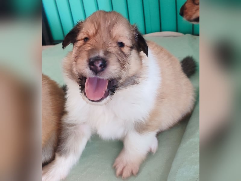 Vielversprechender Wurf unter dem Kroatischen Kennel Club/FCI
