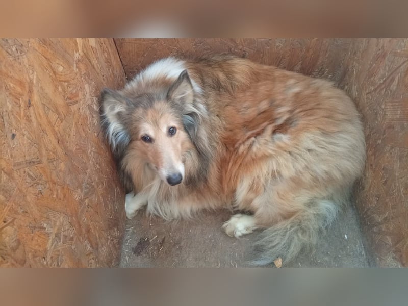 Lena, sensible Langhaarcollie Hündin geb. 01/2023