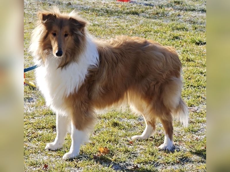 Junger Collie- Rüde