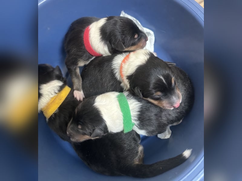 Colliewelpen in tricolour