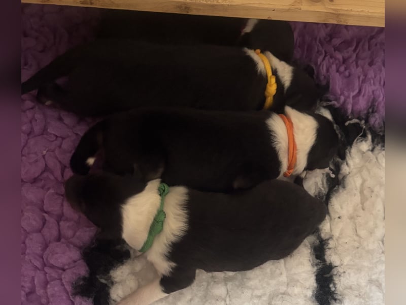 Colliewelpen in tricolour