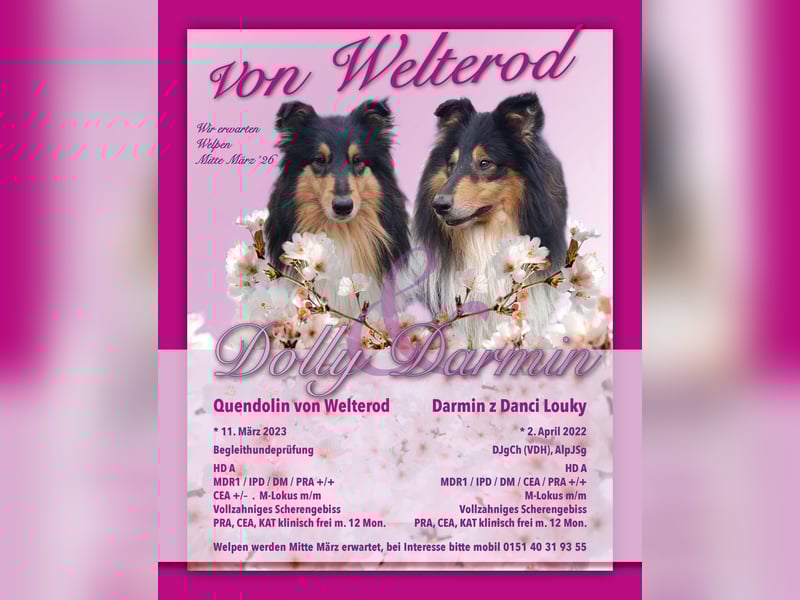 Colliewelpen in tricolour