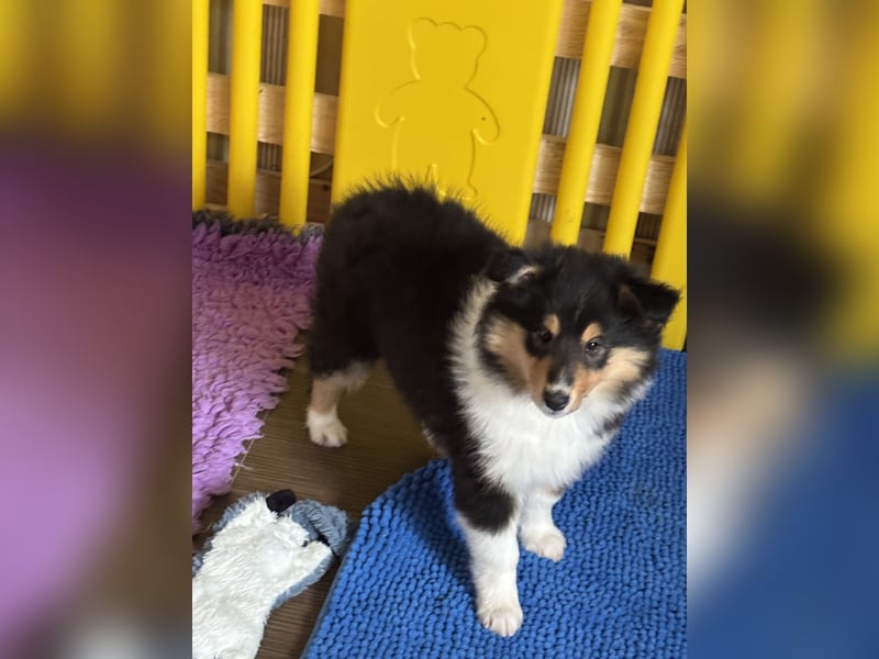 Colliewelpen mit super Gesundheitswerten