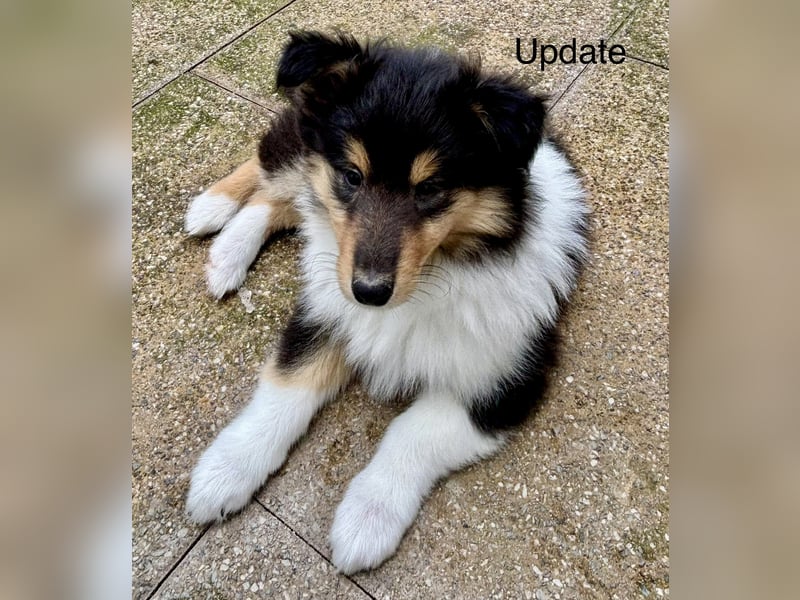 Colliewelpen mit super Gesundheitswerten