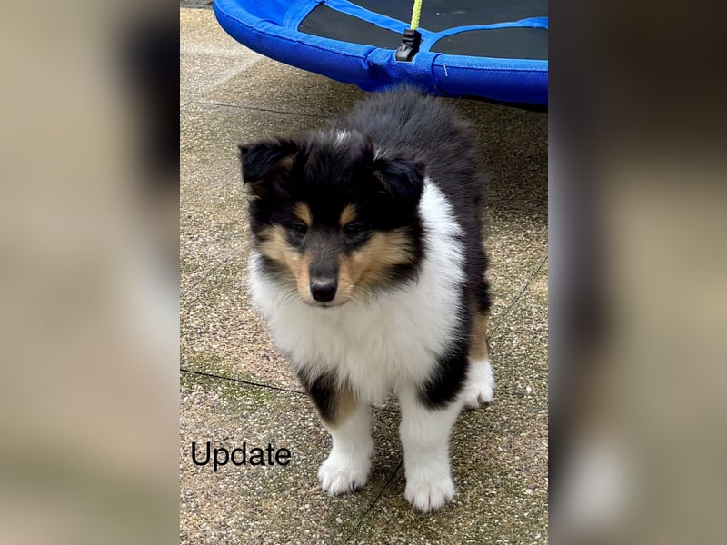 Colliewelpen mit super Gesundheitswerten