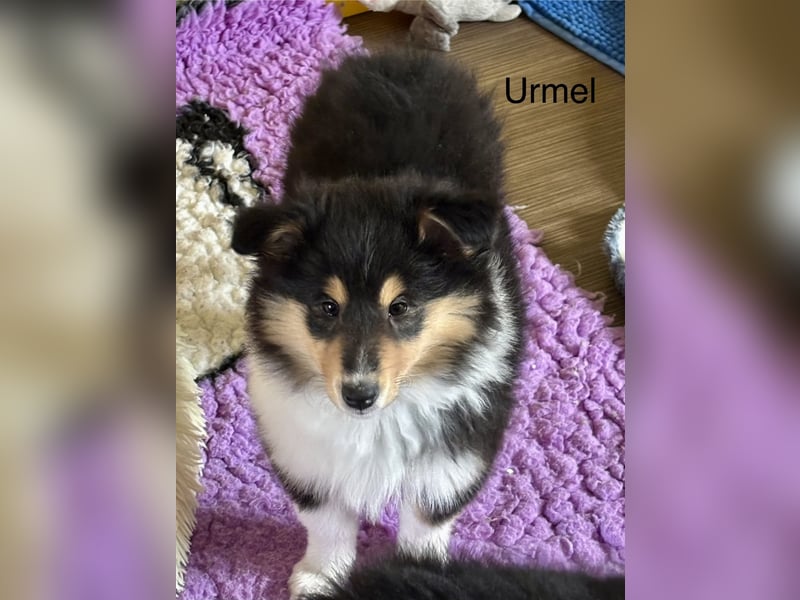 Colliewelpen mit super Gesundheitswerten