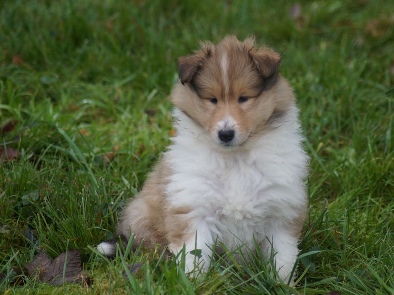 Colliewelpen (Langhaar englich) Hündinnen in tricolor und sable