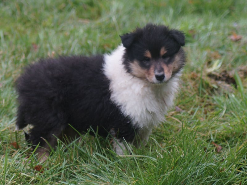 Colliewelpen (Langhaar englich) Hündinnen in tricolor und sable
