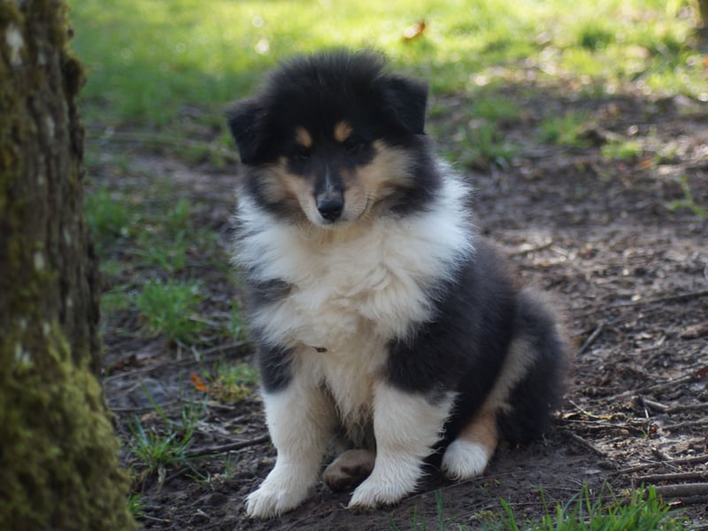 Drei tricolour Colliewelpen aus VDH Hobbyzucht Rüden und Hündin