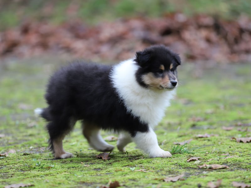 Tricolor Colliehündin aus VDH Hobbyzucht
