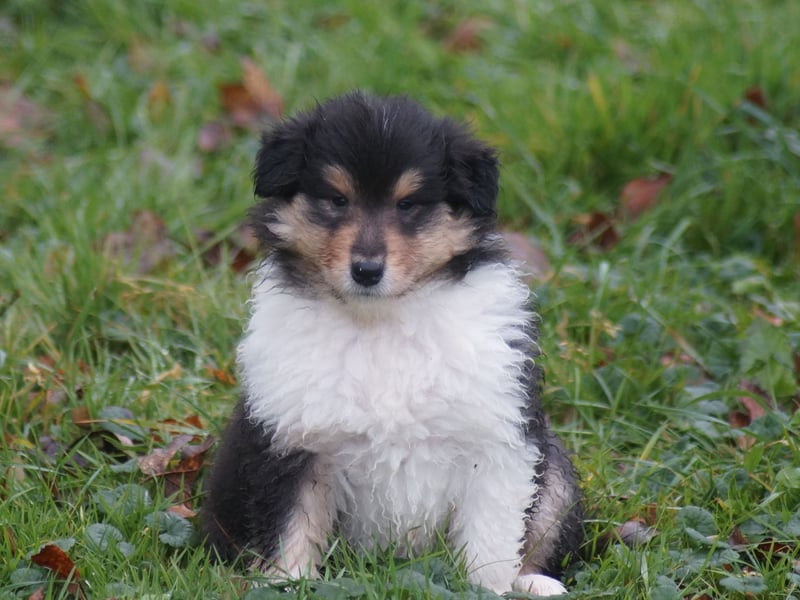 Colliewelpen (Langhaar englich) Hündinnen in tricolor und sable