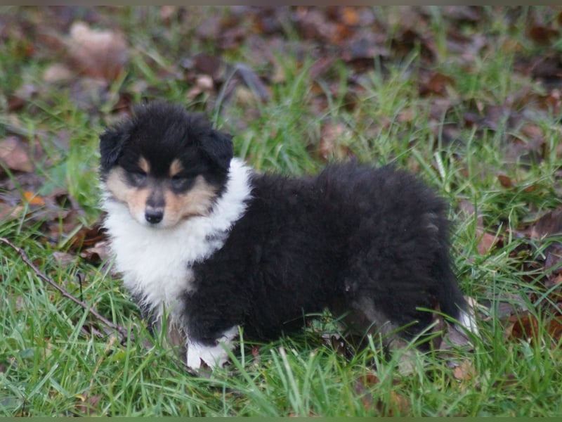 Colliewelpen (Langhaar englich) Hündinnen in tricolor und sable