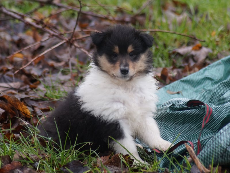 Colliewelpen (Langhaar englich) Hündinnen in tricolor und sable