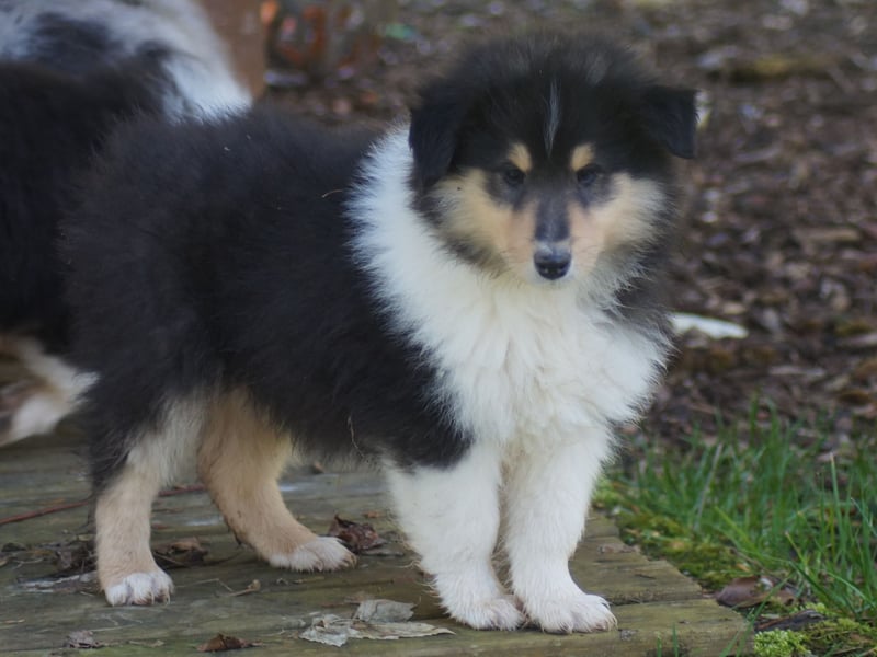 Drei tricolour Colliewelpen aus VDH Hobbyzucht Rüden und Hündin