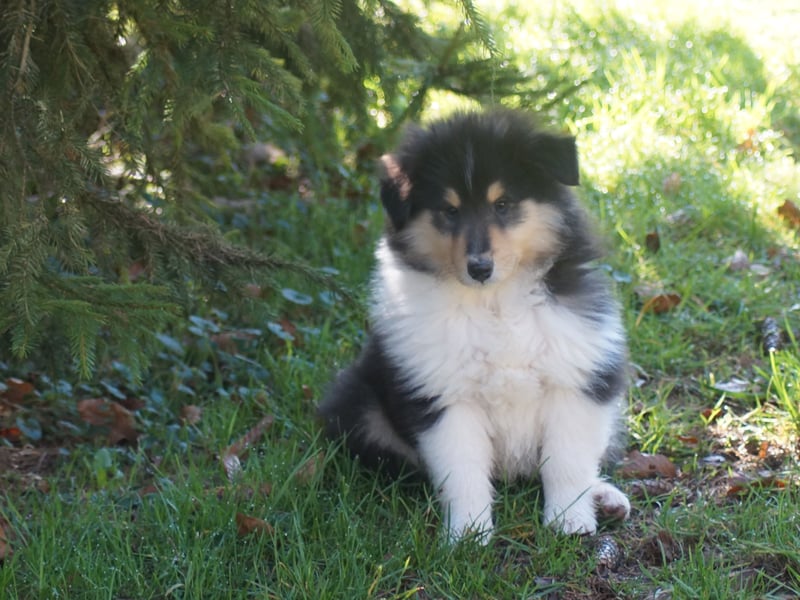 Drei tricolour Colliewelpen aus VDH Hobbyzucht Rüden und Hündin