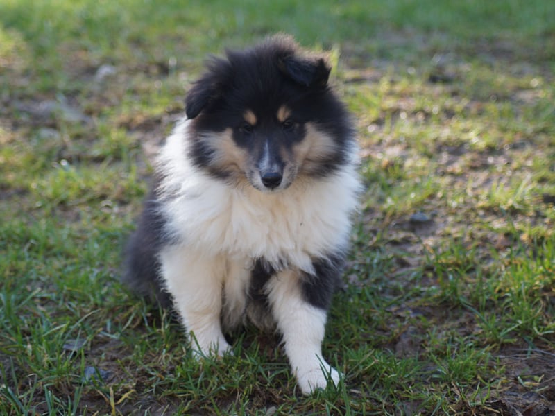 Drei tricolour Colliewelpen aus VDH Hobbyzucht Rüden und Hündin