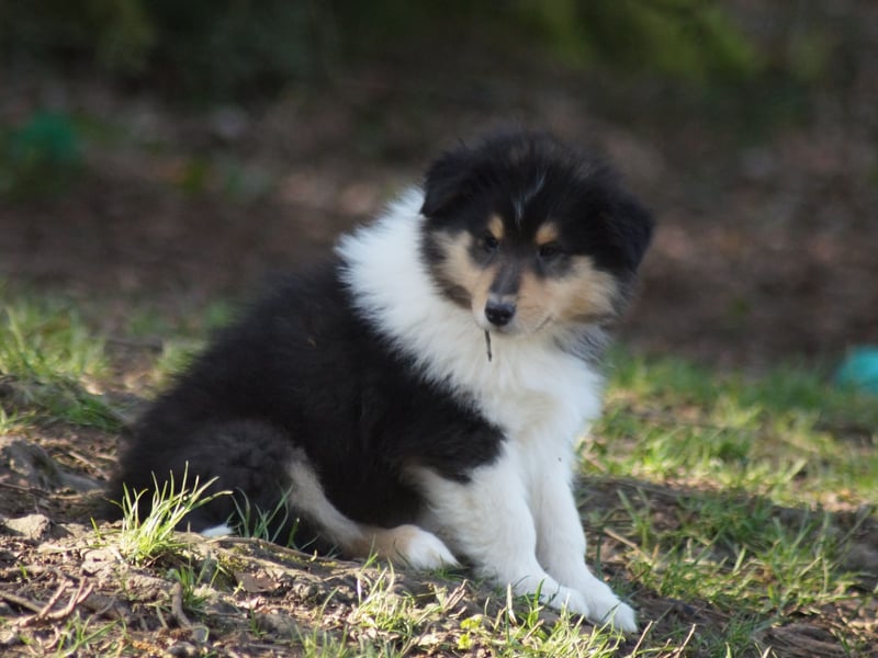 Drei tricolour Colliewelpen aus VDH Hobbyzucht Rüden und Hündin