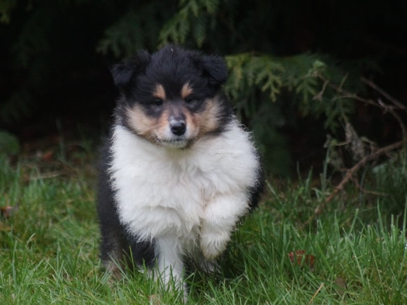 Colliewelpen (Langhaar englich) Hündinnen in tricolor und sable