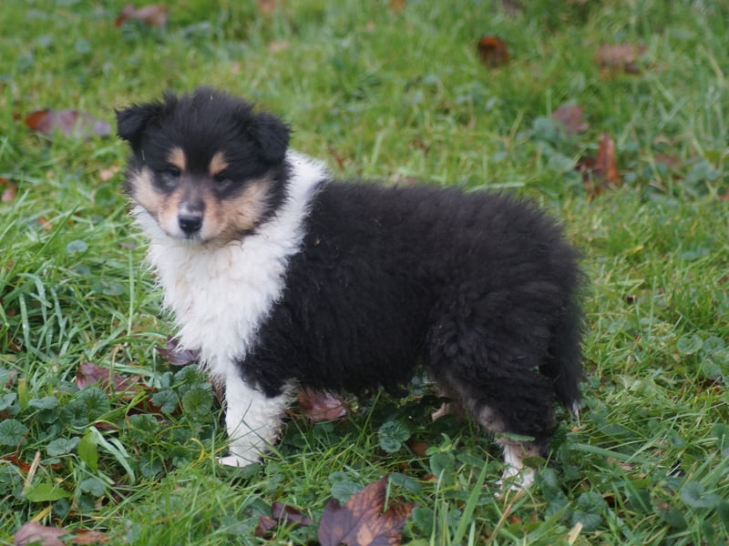 Colliewelpen (Langhaar englich) Hündinnen in tricolor und sable