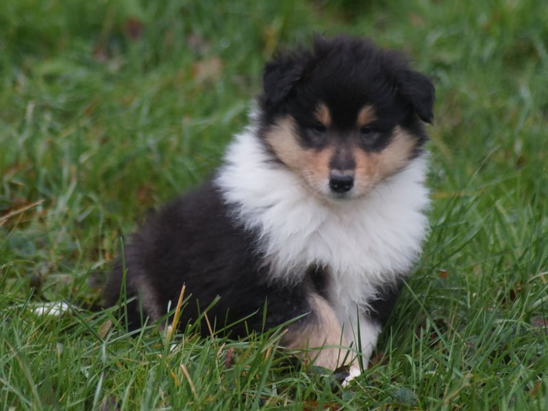 Colliewelpen (Langhaar englich) Hündinnen in tricolor und sable