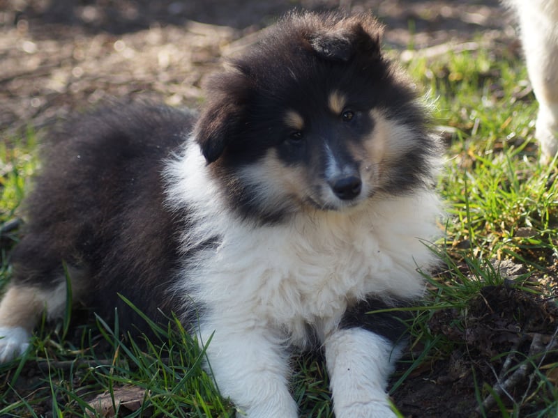 Drei tricolour Colliewelpen aus VDH Hobbyzucht Rüden und Hündin