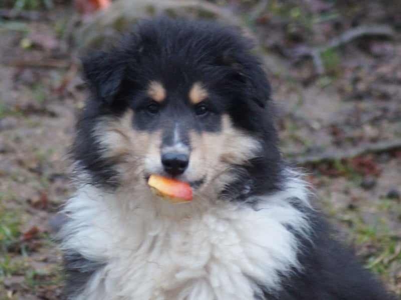 Tricolor Langhaarcollierüden aus VDH Hobbyzucht