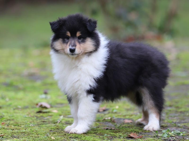 Tricolor Colliehündin aus VDH Hobbyzucht