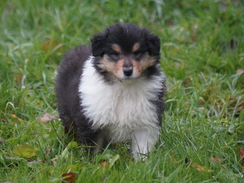 Colliewelpen (Langhaar englich) Hündinnen in tricolor und sable