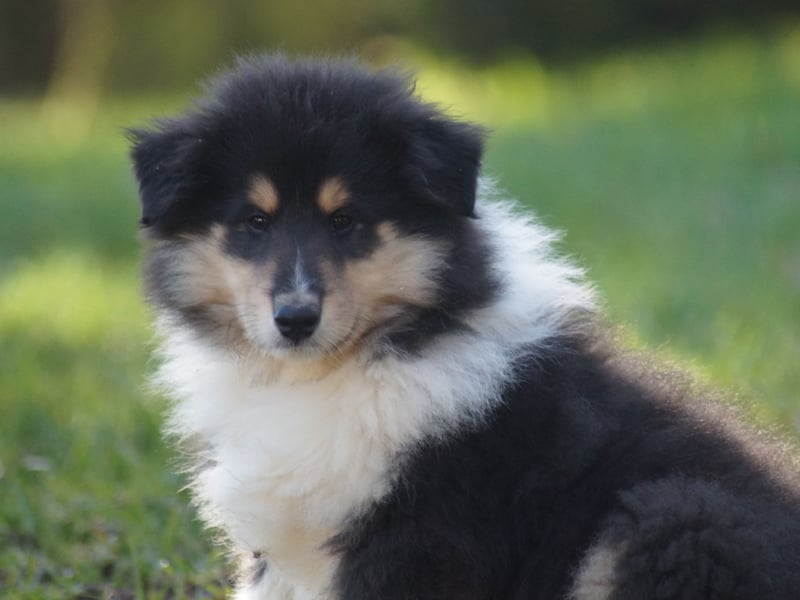 Drei tricolour Colliewelpen aus VDH Hobbyzucht Rüden und Hündin