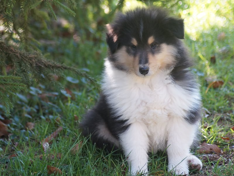 Drei tricolour Colliewelpen aus VDH Hobbyzucht Rüden und Hündin